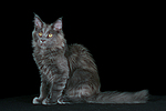 katzenfotos maine_coon
