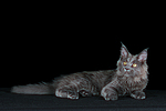 katzenfotos maine_coon