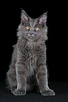 katzenfotos maine_coon