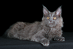 katzenfotos maine_coon