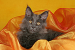 katzenfotos maine_coon