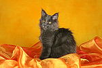 katzenfotos maine_coon