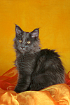 katzenfotos maine_coon