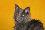 katzenfotos maine_coon