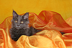 katzenfotos maine_coon