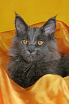 katzenfotos maine_coon