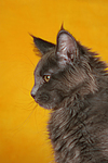 katzenfotos maine_coon