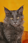 katzenfotos maine_coon