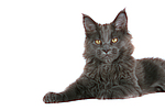 katzenfotos maine_coon