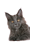 katzenfotos maine_coon