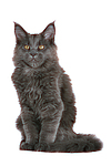 katzenfotos maine_coon