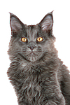 katzenfotos maine_coon