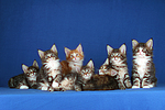 katzenfotos maine_coon