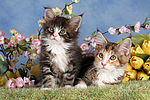 katzenfotos maine_coon