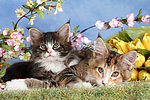 katzenfotos maine_coon