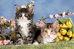 katzenfotos maine_coon