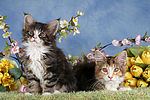 katzenfotos maine_coon