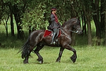 pferdefotos friese