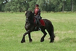 pferdefotos friese