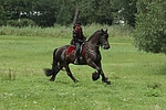 pferdefotos friese