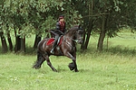 pferdefotos friese