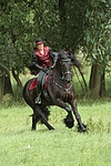 pferdefotos friese
