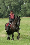 pferdefotos friese