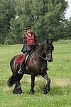 pferdefotos friese