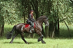 pferdefotos friese