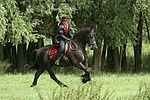 pferdefotos friese