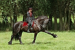 pferdefotos friese