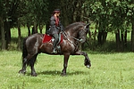 pferdefotos friese