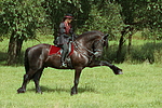 pferdefotos friese