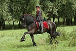 pferdefotos friese