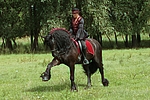 pferdefotos friese