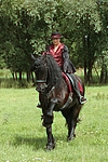 pferdefotos friese