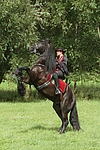 pferdefotos friese