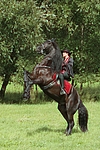pferdefotos friese