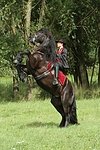 pferdefotos friese
