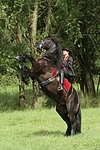 pferdefotos friese