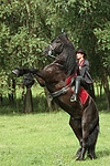 pferdefotos friese