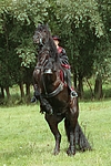 pferdefotos friese