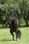 pferdefotos friese