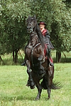 pferdefotos friese