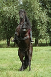 pferdefotos friese