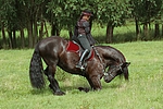 pferdefotos friese