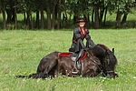 pferdefotos friese