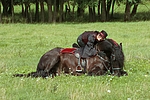 pferdefotos friese
