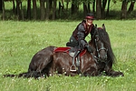 pferdefotos friese