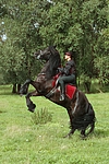 pferdefotos friese